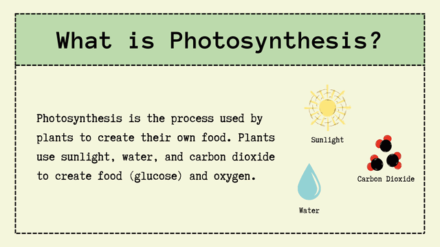 The Entire Process of photosynthesis